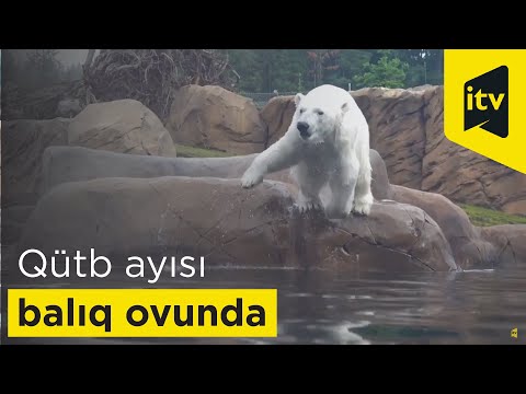 Video: Qütb ayılarının yaşadığı qar diyarı