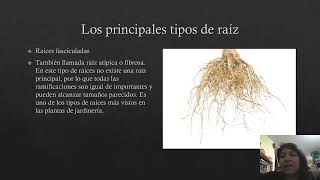 morfología, anatomía y tipos de raíz