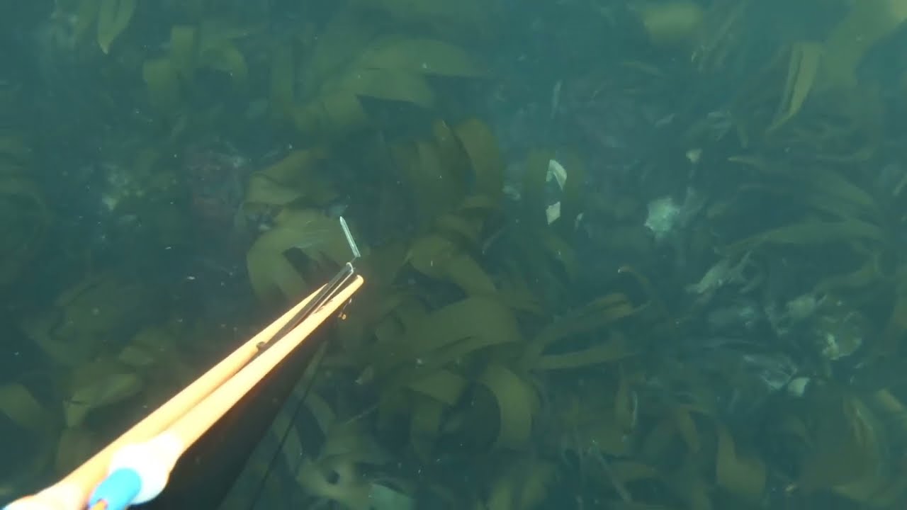 What can you see? Dorset - UK