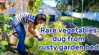 EP 12 Rare vegetables dug out from a rusty garden bed, a lot of surprise!!