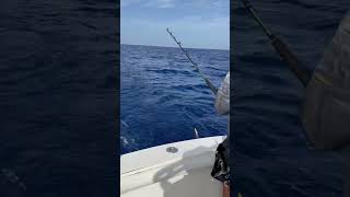 First time fishing the Caribbean Sea with Stanley’s got some jacks and tuna #fishing #jamaica 