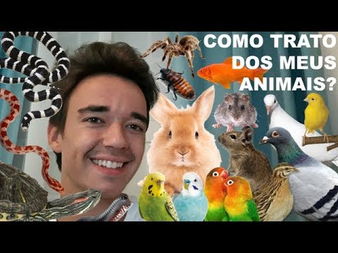 Vídeo: Como Criar Um Animal De Estimação