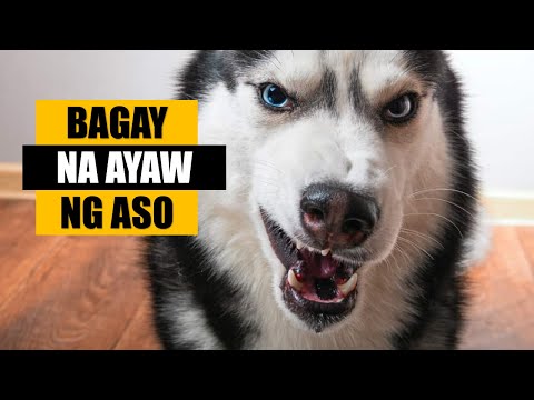 Video: Ano Ang Mga Amoy Na Ayaw Ng Mga Aso