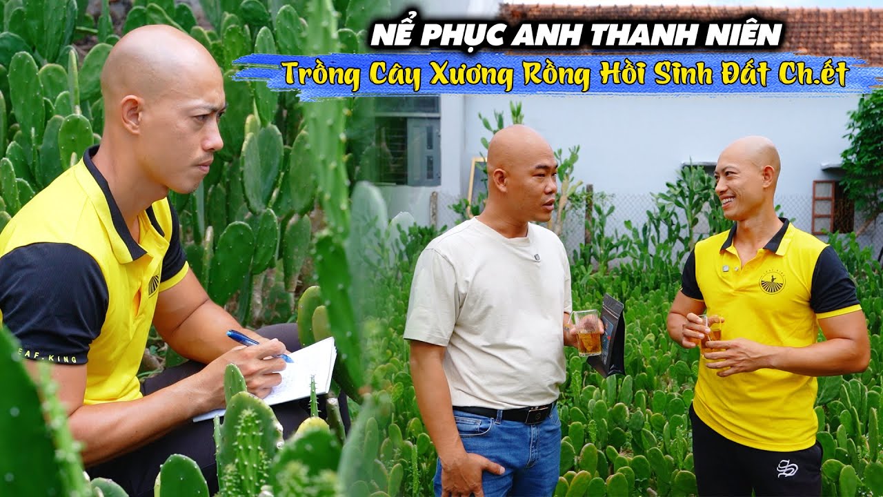 THANH NIÊN KHỞI NGHIỆP TRỒNG GAI XƯƠNG RỒNG HỒI SINH CẢ 1 VÙNG ĐẤT C..H..Ế..T