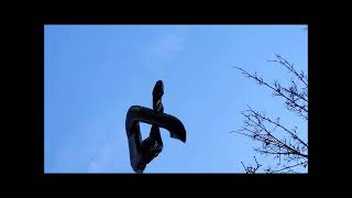 EARLY by F.S.BLUMM