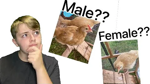 Trying to tell if my chicks are Male or Female
