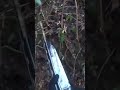 【実銃射撃】一度倒した猪が脱砲後に復活！凄い狩猟シリーズNo.3より抜粋！