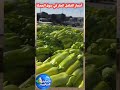 سعر الفلفل الحار في سوق الجملة