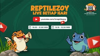 08.04.2026 🔴 READY KODOK HIAS &amp; LEOPARD GECKO | REPTILEZOY🔥