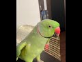 Говорящий ожереловый попугай Ричи