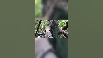 Bắt Con Chuột Bự Trong Bọng Cây Bần Lú Đầu Bự Chà Bá #shots