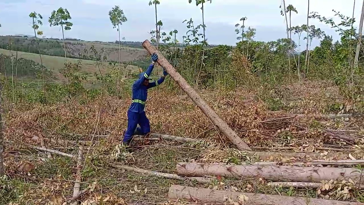 Os trabalhadores juntando as toras fazendo os montes para carregadeira pegar,