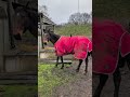 Star ⭐ scared of trailer