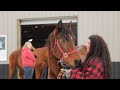 Horse Rescue Heroes | S1E7 | Full Episode