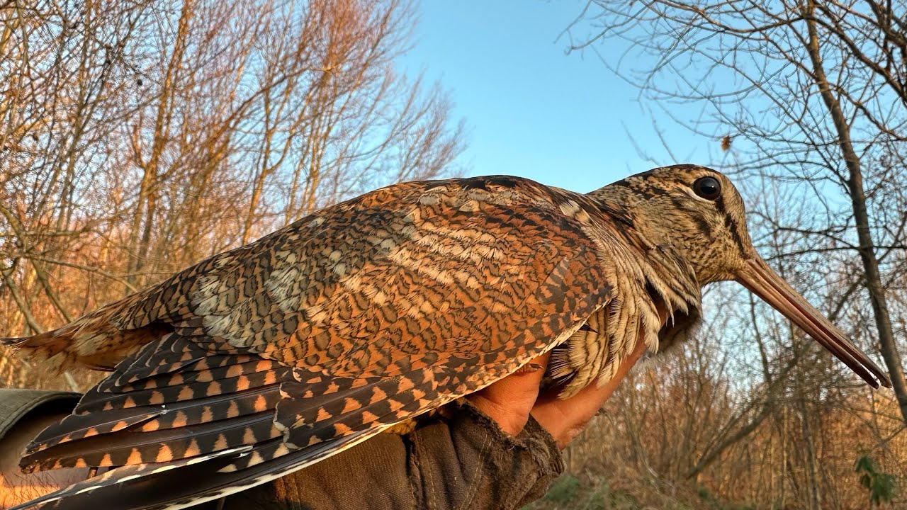 2024 BATI KARADENİZ ÇULLUK AVI.#hunting #çulluk #nature #beccaccia # ...