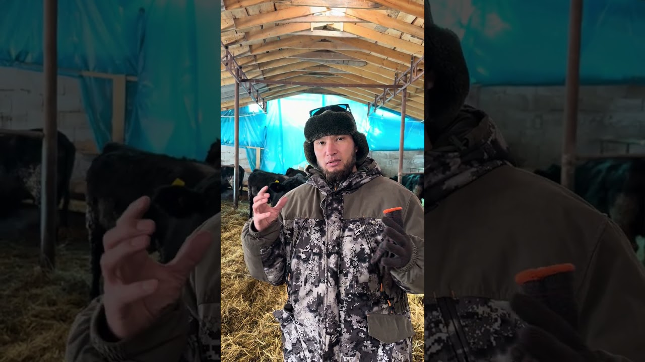 АБЕРДИН АНГУСТАР жазгы тол берип баштады +996700060000 Сатуу болуму