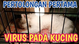 PERTOLONGAN PERTAMA KUCING SAKIT VIRUS PANLEUKOPENIA