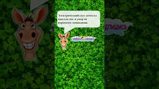 Юмор 5 звезд - #юмор #смешно #ржач #прикол #анекдот #веселоевидео