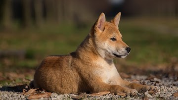 How to Train Your Akita for Herding Trials