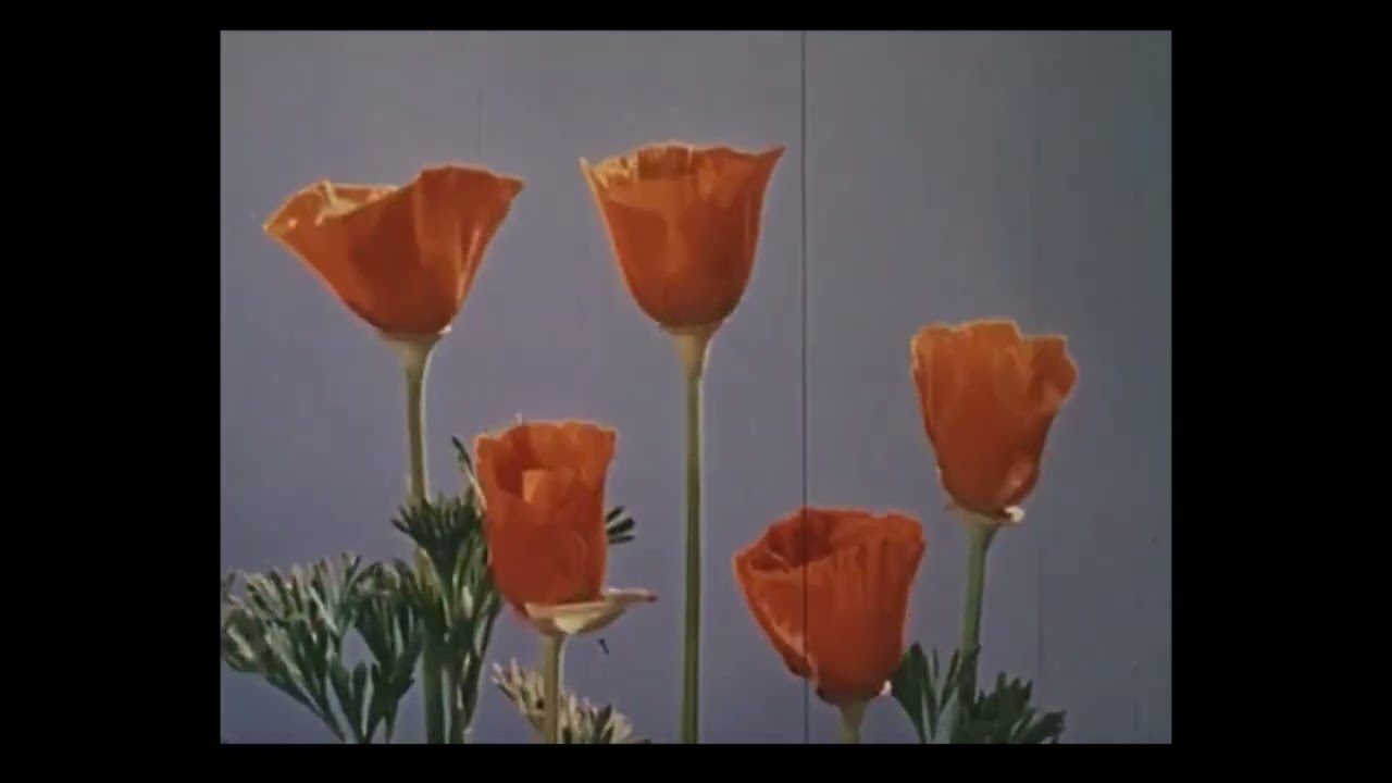 $uicideboy$ - Not Even Ghosts Are This Empty