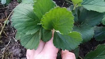 Муравьи на клубнике. Как избавиться от них?