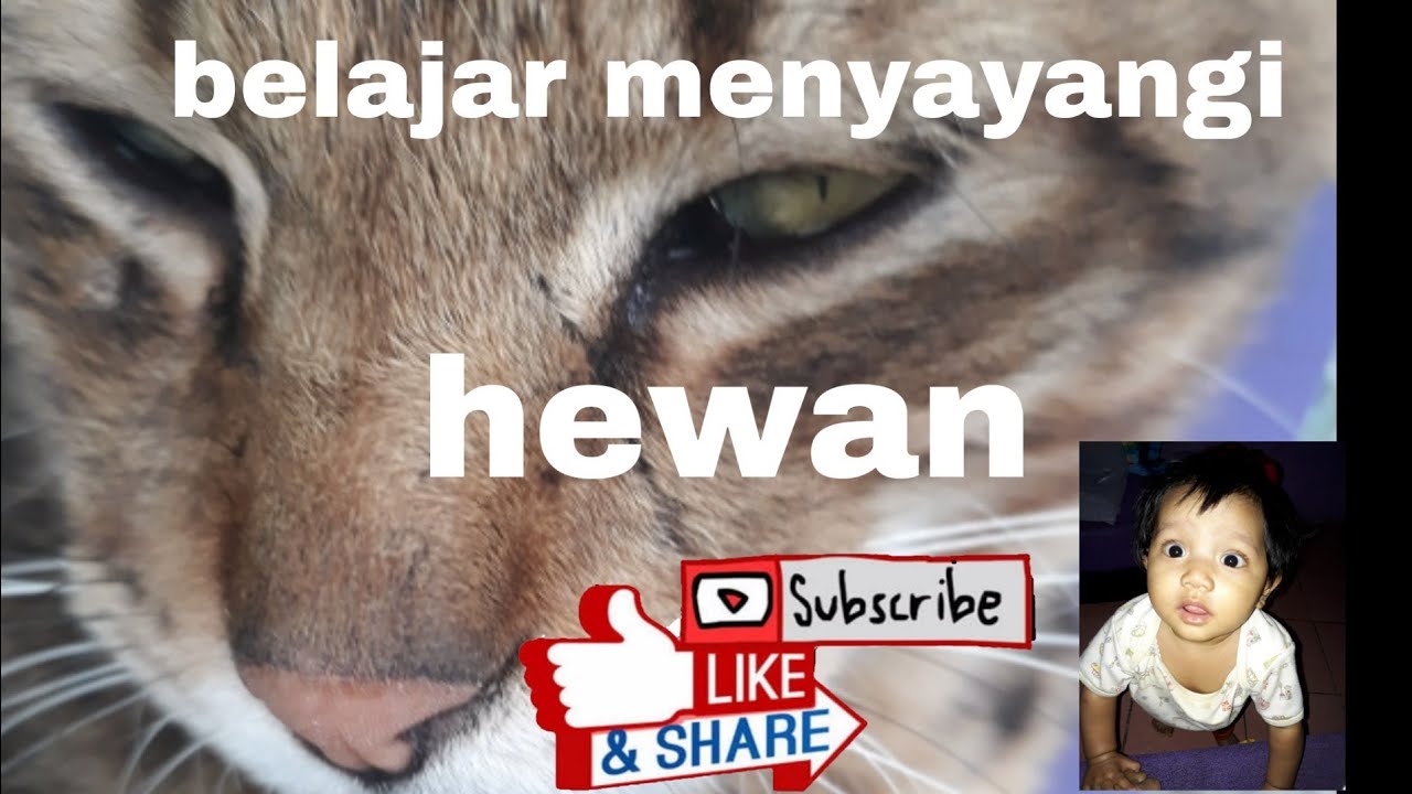 malu sama kucing - YouTube