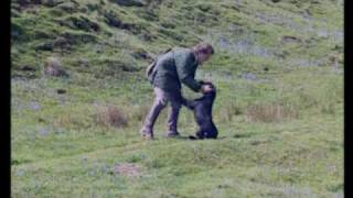 Sporting Scene - Basic Retriever Training for The Gun.