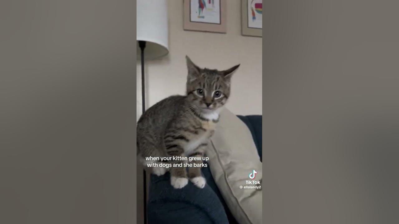 Cat behaves like Dog... YouTube