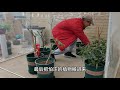 知道辣椒能多年生，但没亲眼见过多年生的辣椒树，经过修枝和进“温室”，看看今年的辣椒能不能顺利过冬#辣椒树过冬 #阳台种植 #阳台种菜 #辣椒树