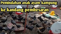 cara merawat anak ayam baru netas 