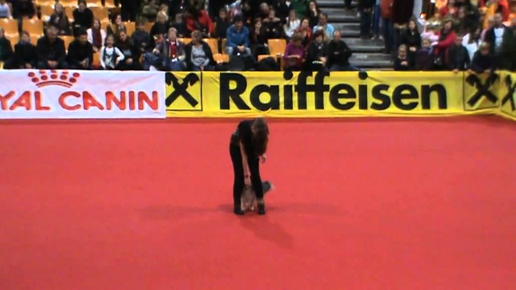 Pongo und Renate - DogDance Mensch- & Tiermesse Graz 2012