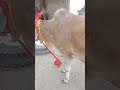 10 kilo milk 🥛🥛 #duet #cow #lifeisbutadream #farming #hiphopmusic #haveitoldyoulatelythatiloveyou #m