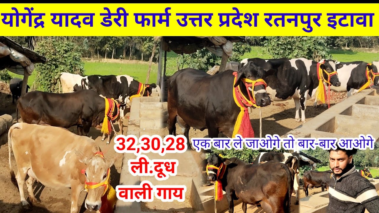 Yogindar yadav dairy farm | Hf Cow for sale | Etawah Uttar Pradesh Hf sahiwal cow #govindrajput