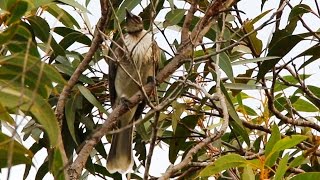 Noisy Friarbird - Pemakan madu jejak anak-anak