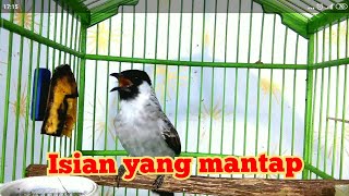 Kutilang gacor full isian burung mahal..