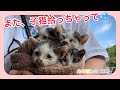 また子猫拾ってしまいました💦　手術に行ったお母さん猫を呼んで大きな声で泣いてくれたから、藪の中から見つけることができました。