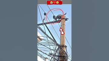 Oh! God I cried all the day, cat get shocked by electric😭🥺🤯#youtubeshorts#reaction #viral#kitten