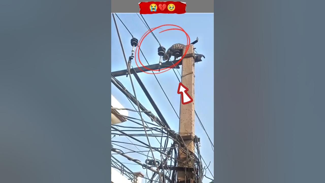 Oh! God I cried all the day, cat get shocked by electricðŸ˜ðŸ¥ºðŸ¤¯#youtubeshorts#reaction #viral#kitten Oh! God I cried all the day, cat get shocked by electricðŸ˜ðŸ¥ºðŸ¤¯#youtubeshorts#reaction #viral#kitten