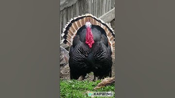 Thumbnail of Turkey Sound Compilation #thanksgiving #turkey #gobble  #funny #music #originalmusic #gobblegang