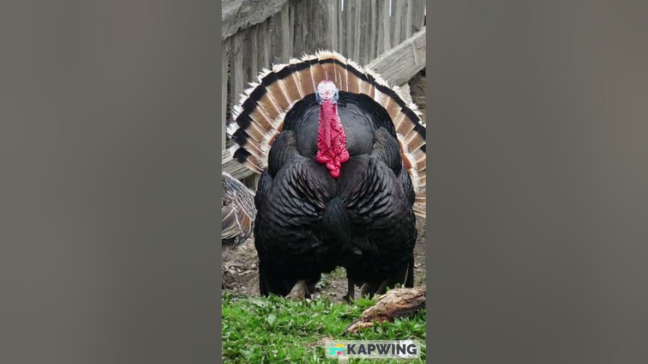 Turkey Sound Compilation #thanksgiving #turkey #gobble  #funny #music #originalmusic #gobblegang