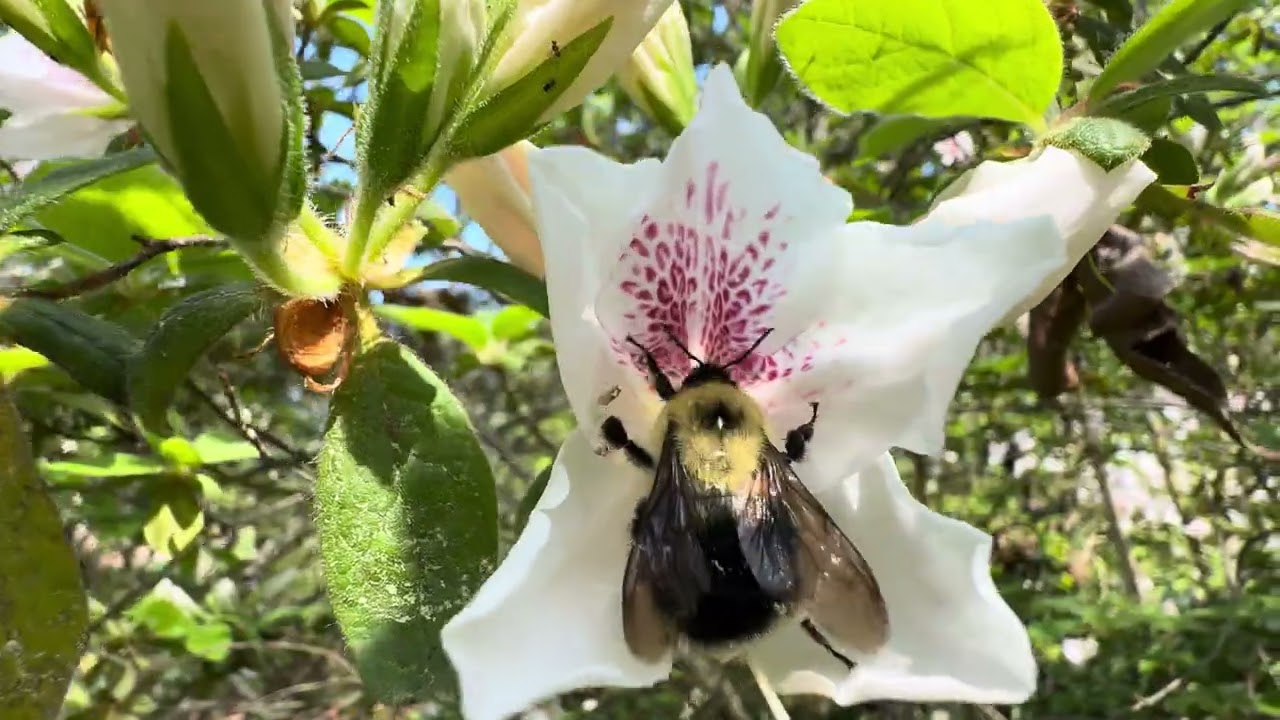 Spring bee finds the nectar
