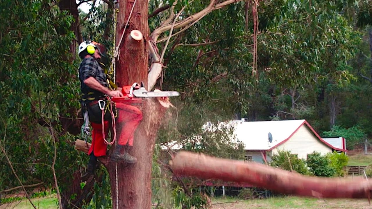 Oh No! My Boyfriend is up a MASSIVE TREE with a CHAINSAW 😬 – Free Range Homestead Ep 5