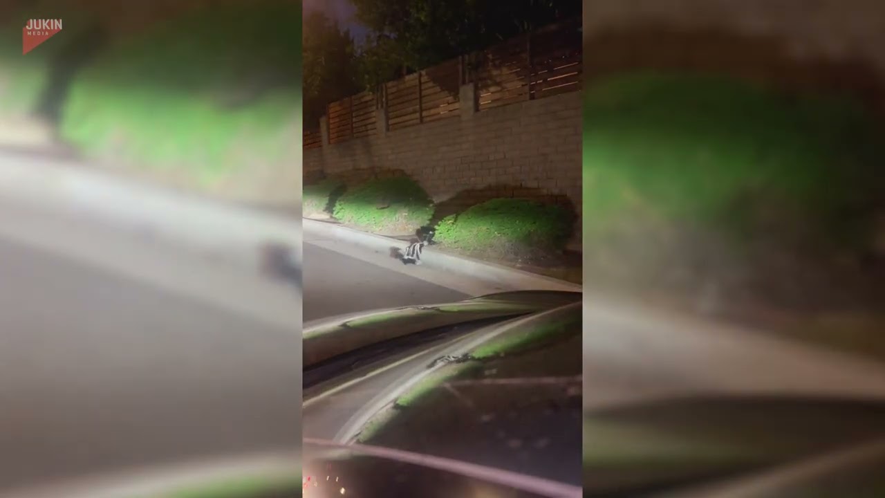 Skunk Family Crosses Road Together - 1860837