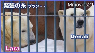 びっくりしたなあ、もう・・・ 大声を出すホッキョクグマ デナリとララ Polar Bearｓ barking at each other