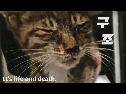 트라우마를 극복하고 새끼고양이를 구조했습니다I saved the kitten.