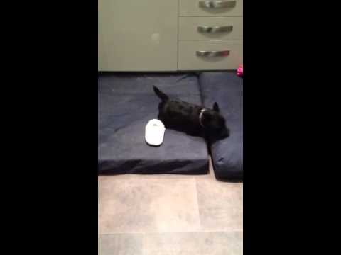 what-our-scottie-dog-thinks-about-the-house-training-spray!