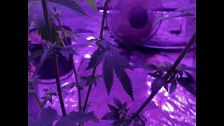 How to grow cannabis for beginners Ep.5