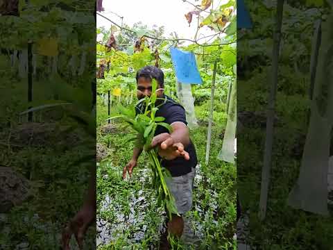 കൊഴുപ്പ ചീര
