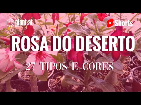 27 cores de Rosa do Deserto #shorts