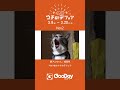 グッデイ「あつまれ ウチの子フェア6」店内デジタルサイネージ放映動画02